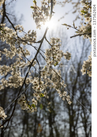 Small beautiful white sweet cherry blossoms in warm weather in spring season, large number of fragrant white cherry blossoms in bright sunshine in spring Small beautiful white sweet cherry blossoms in warm weather in spring season, large number of fragrant white cherry blossoms in bright sunshine in spring 137562604