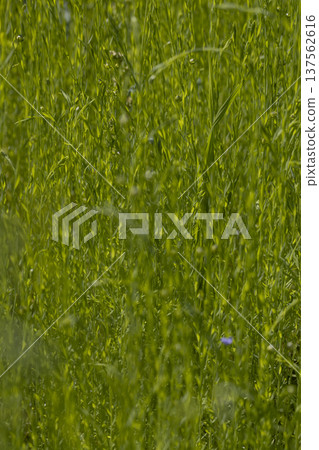 tall flax sprouts in the summer in the field, flax cultivation in a cold climate, sunny warm bright weather in the agricultural field tall flax sprouts in the summer in the field, flax cultivation in a cold climate, sunny warm bright weather in the agricultural field 137562616