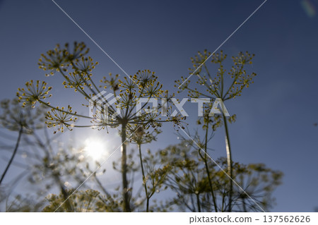 green unripe seeds in the autumn season in sunny, clear weather, a large number of dill plants to obtain seeds for the future harvest 137562626