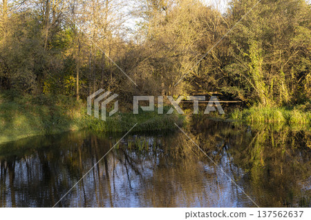various trees growing in the autumn season, a small lake and trees on the shore without foliage during the autumn fall various trees growing in the autumn season, a small lake and trees on the shore without foliage during the autumn fall 137562637