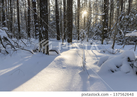mixed forest with tall pines in a forest covered with snow and white snowdrifts in nature after snowfalls, white bright and crisp snow in a coniferous forest with tall old pine trees 137562648