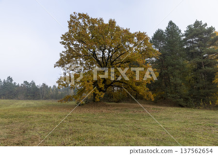 yellow and orange foliage of an oak growing in the field during the autumn season, cloudy weather in mid-autumn before leaf fall yellow and orange foliage of an oak growing in the field during the autumn season, cloudy weather in mid-autumn before leaf fall 137562654