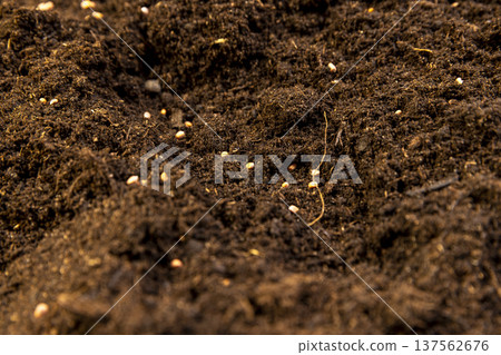 daikon seeds scattered in the soil in the spring of the year, several daikon seeds lie in the ground for obtaining a new crop daikon seeds scattered in the soil in the spring of the year, several daikon seeds lie in the ground for obtaining a new crop 137562676