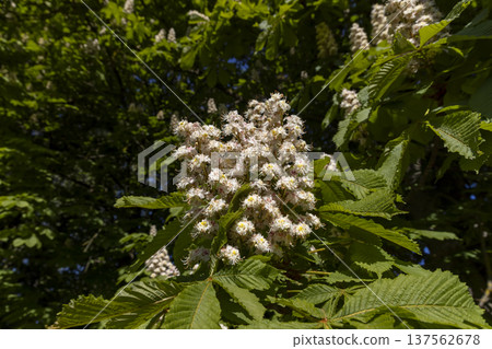 green foliage with white beautiful flowers in the spring season in the park with deciduous trees, beautiful chestnut flowers and green foliage in the warm spring season 137562678