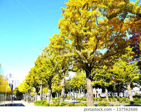 A row of ginkgo trees with autumn leaves 137562686