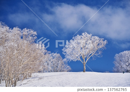 冬季的野澤溫泉滑雪場－從上平四纜車上眺望，四周環繞著覆滿霜雪的樹木。 137562765