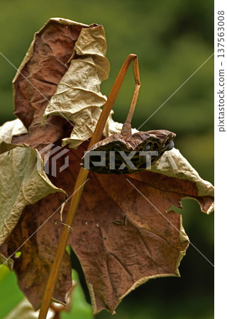 Withered lotus receptacle and leaves 137563008