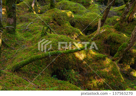 (Nagano) Shirakoma Pond / Moss Forest 137563270
