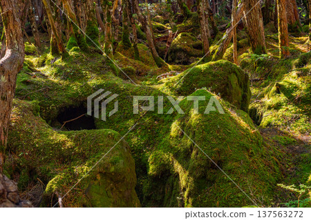 (Nagano) Shirakoma Pond / Moss Forest 137563272
