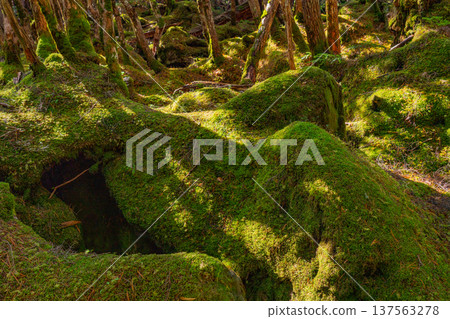 (Nagano) Shirakoma Pond / Moss Forest (Nagano) Shirakoma Pond / Moss Forest 137563278