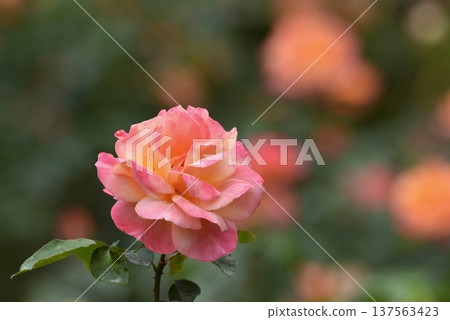 Anne's rose wet with rain Anne's rose wet with rain 137563423
