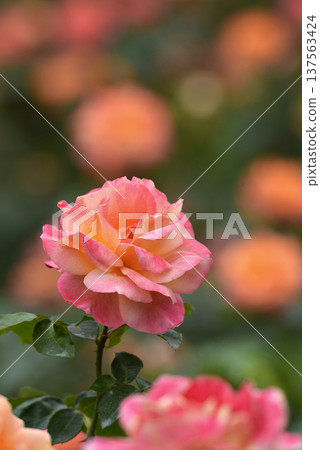 Anne's rose wet with rain Anne's rose wet with rain 137563424