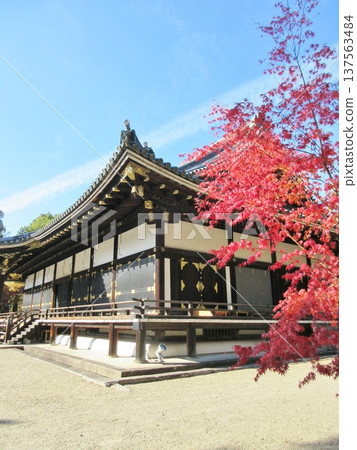 Ninnaji Temple Autumn leaves Ninnaji Temple Autumn leaves 137563484