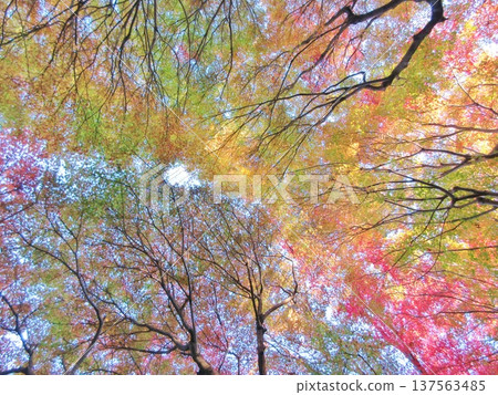 Autumn: Gradation of autumn leaves 137563485