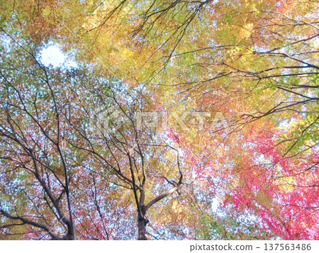 秋季:秋葉的漸變 秋季:秋葉的漸變 137563486