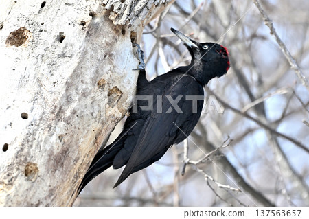 Kumagera Kumagera 137563657