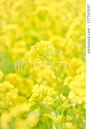 油菜花田裡的黃色花朵 137563847