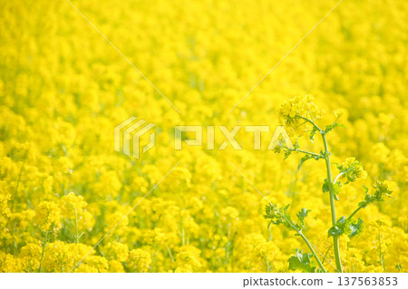 A field of yellow rapeseed flowers A field of yellow rapeseed flowers 137563853