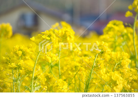 Rape blossoms blooming in a residential area 137563855
