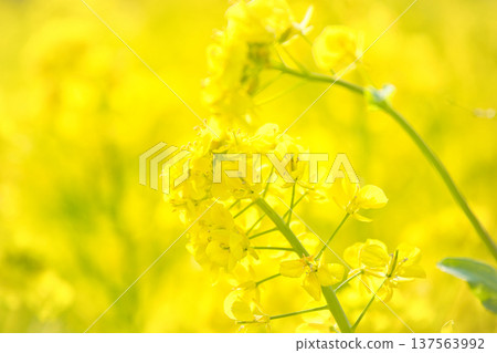 Rape blossoms bathed in spring light Rape blossoms bathed in spring light 137563992