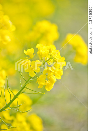 油菜花沐浴春光 油菜花沐浴春光 137563994