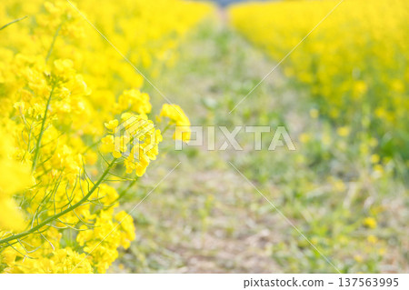 穿過油菜花田的小路 137563995