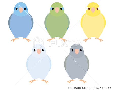 Parrotlet set 137564236