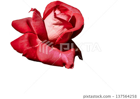 Cute red scarlet rose isolated on white Cute red scarlet rose isolated on white 137564258