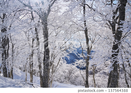 冬季的野澤溫泉滑雪場：從天際線雪道眺望，四周環繞著覆滿霜雪的樹木。 137564388