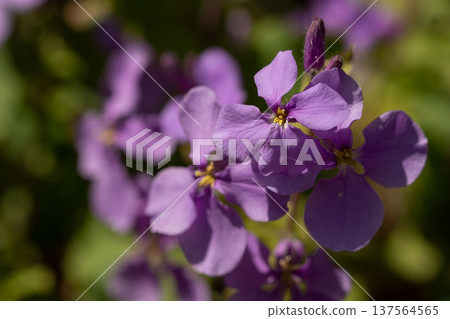 Close-up of purple jasmine (Shokatsusai) flowers, spring wildflowers Close-up of purple jasmine (Shokatsusai) flowers, spring wildflowers 137564565