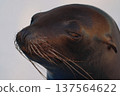 California sea lions (zoo) 137564622