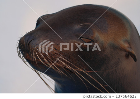 California sea lions (zoo) California sea lions (zoo) 137564622