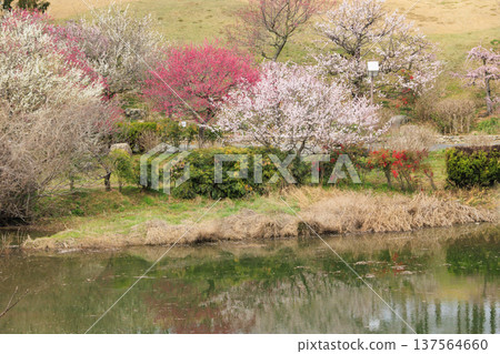 卡扎哈亞村梅園盛開 卡扎哈亞村梅園盛開 137564660