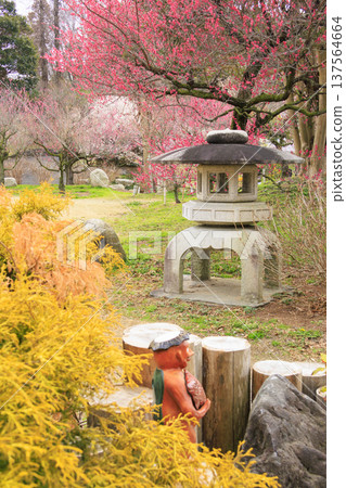 Kazahaya Village Plum Garden in Full Bloom 137564664