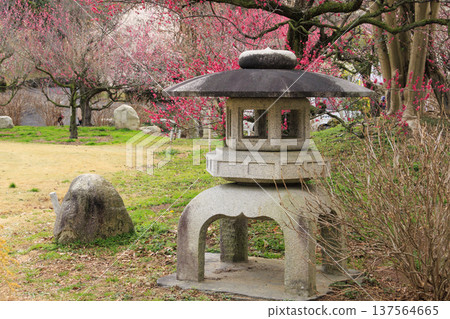 卡扎哈亞村梅園盛開 卡扎哈亞村梅園盛開 137564665