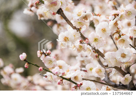 卡扎哈亞村梅園盛開 卡扎哈亞村梅園盛開 137564667