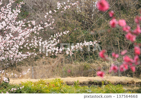 卡扎哈亞村梅園盛開 137564668