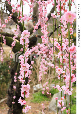 Kazahaya Village Plum Garden in Full Bloom Kazahaya Village Plum Garden in Full Bloom 137564673