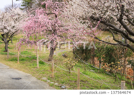 Kazahaya Village Plum Garden in Full Bloom Kazahaya Village Plum Garden in Full Bloom 137564674
