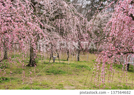 Kazahaya Village Plum Garden in Full Bloom 137564682