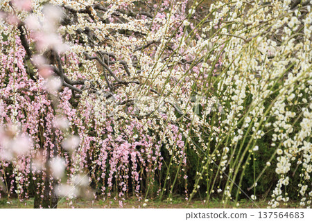 卡扎哈亞村梅園盛開 卡扎哈亞村梅園盛開 137564683