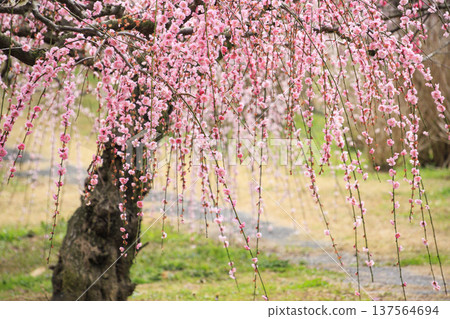 卡扎哈亞村梅園盛開 卡扎哈亞村梅園盛開 137564694