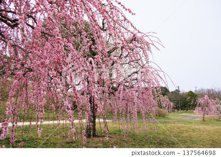 卡扎哈亞村梅園盛開 卡扎哈亞村梅園盛開 137564698