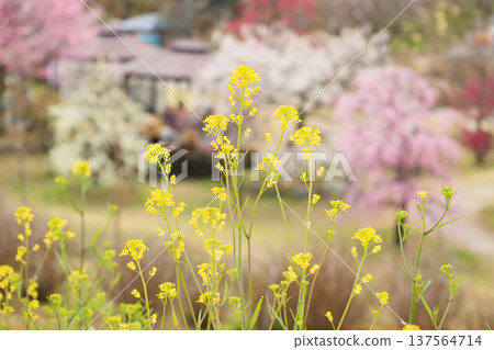 Kazahaya Village Plum Garden in Full Bloom Kazahaya Village Plum Garden in Full Bloom 137564714
