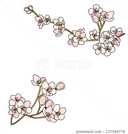 櫻花 櫻花 137564779