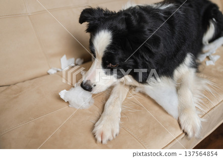 Naughty playful puppy dog border collie after mischief biting paper lying on couch at home. Guilty dog and destroyed living room. Damage messy home and puppy with funny guilty look Naughty playful puppy dog border collie after mischief biting paper lying on couch at home. Guilty dog and destroyed living room. Damage messy home and puppy with funny guilty look 137564854
