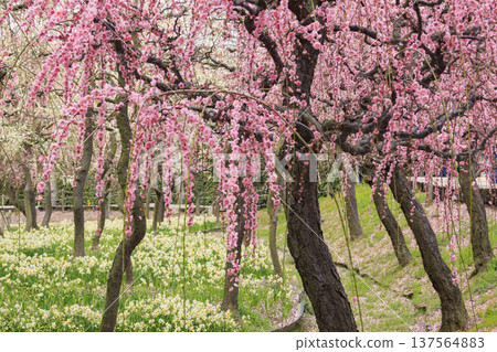 Nabana no Sato: Kawazu cherry blossoms in full bloom, tulips, and weeping plum blossoms Nabana no Sato: Kawazu cherry blossoms in full bloom, tulips, and weeping plum blossoms 137564883