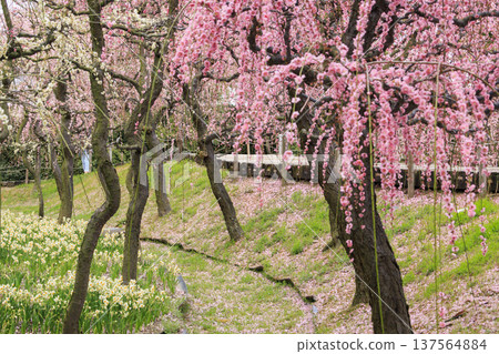 Nabana no Sato: Kawazu cherry blossoms in full bloom, tulips, and weeping plum blossoms Nabana no Sato: Kawazu cherry blossoms in full bloom, tulips, and weeping plum blossoms 137564884