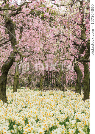 名花之鄉:盛開的河津櫻花、鬱金香與垂枝梅花 名花之鄉:盛開的河津櫻花、鬱金香與垂枝梅花 137564890