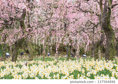 Nabana no Sato: Kawazu cherry blossoms in full bloom, tulips, and weeping plum blossoms Nabana no Sato: Kawazu cherry blossoms in full bloom, tulips, and weeping plum blossoms 137564898